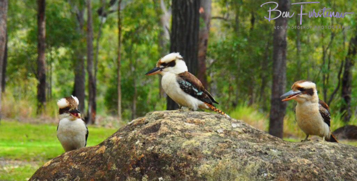 Three Stooges at Atherton Tablelands, Far North Queensland, Australia