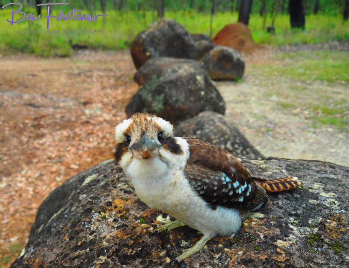 Bedazzled at Atherton Tablelands, Far North Queensland, Australia 