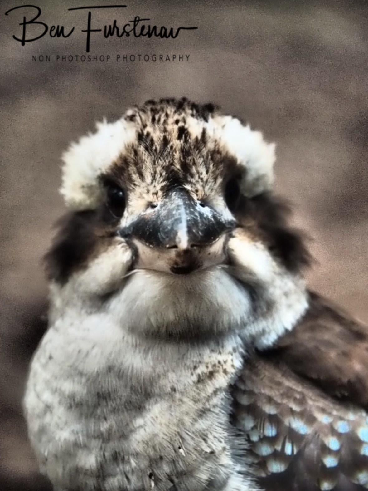 Look me in the eyes, Atherton Tablelands, Far North Queensland, Australia 