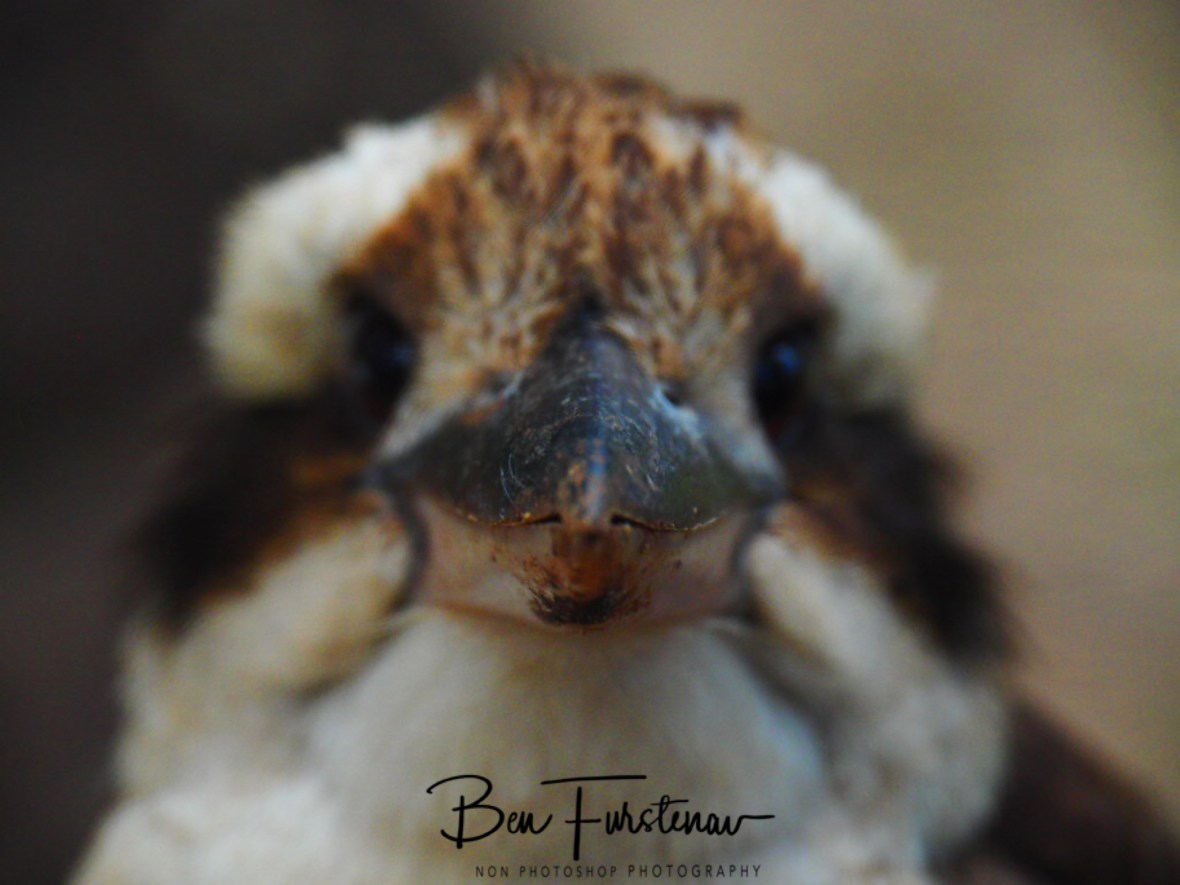 Beak focus point, Atherton Tablelands, Far North Queensland, Australia 
