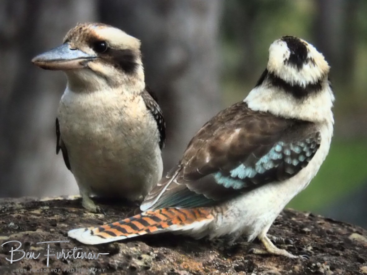 All clear here, Atherton Tablelands, Far North Queensland, Australia 