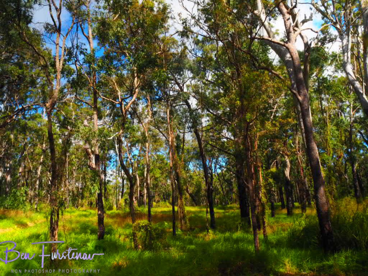 Colourful eucalyptus forest at Atherton Tablelands, Far North Queensland, Australia 