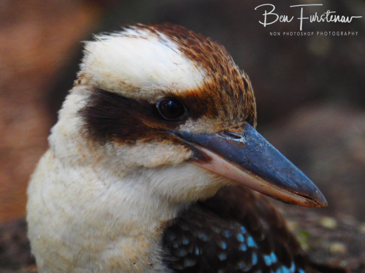Close up, Atherton Tablelands, Far North Queensland, Australia 