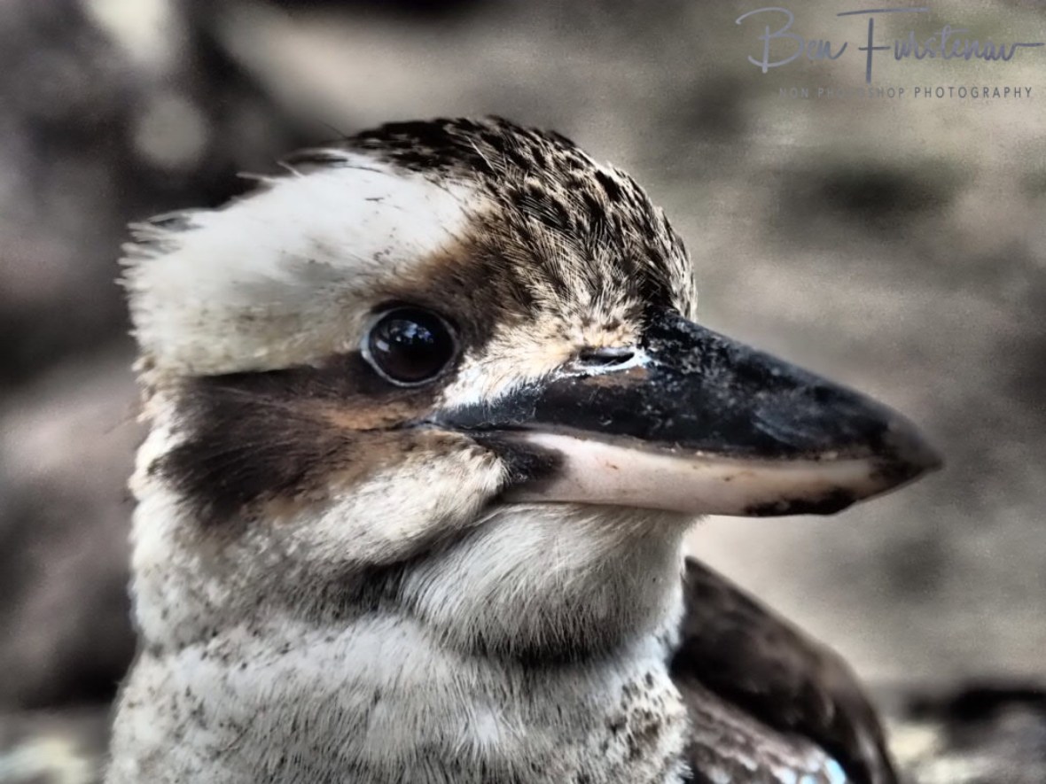 Solid beak, Atherton Tablelands, Far North Queensland, Australia