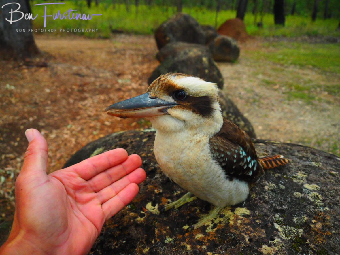 Farewell kookaburra at Atherton Tablelands, Far North Queensland, Australia 