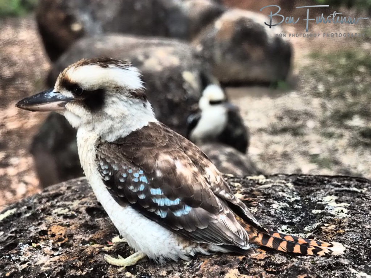 Smiling kookaburra at Atherton Tablelands, Far North Queensland, Australia 