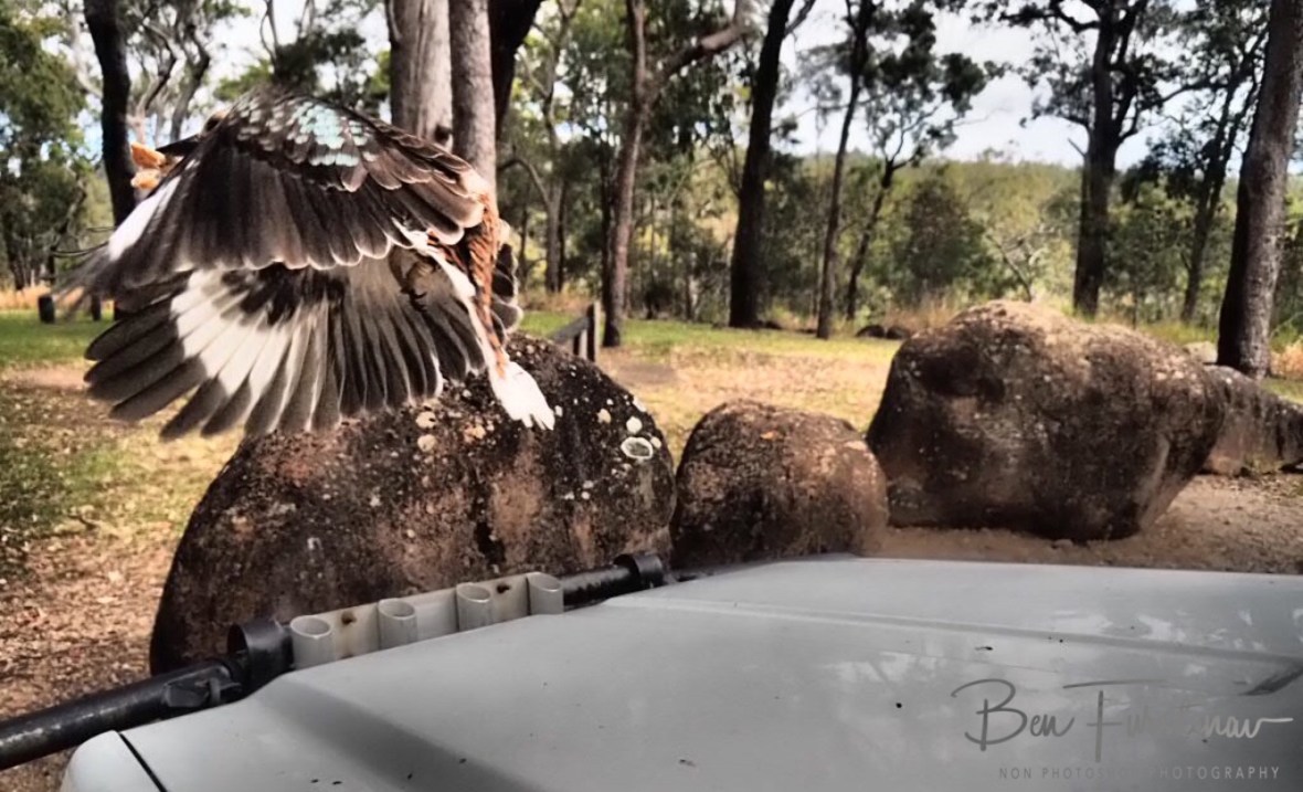 Perfect execution, Atherton Tablelands, Far North Queensland, Australia