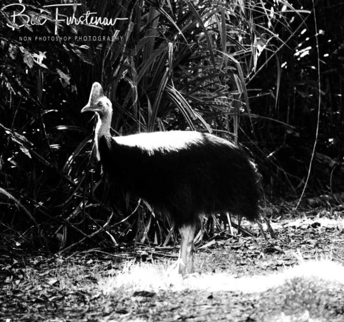 Perfect model in black and white at Mission Beach, Tropical Queensland, Australia 