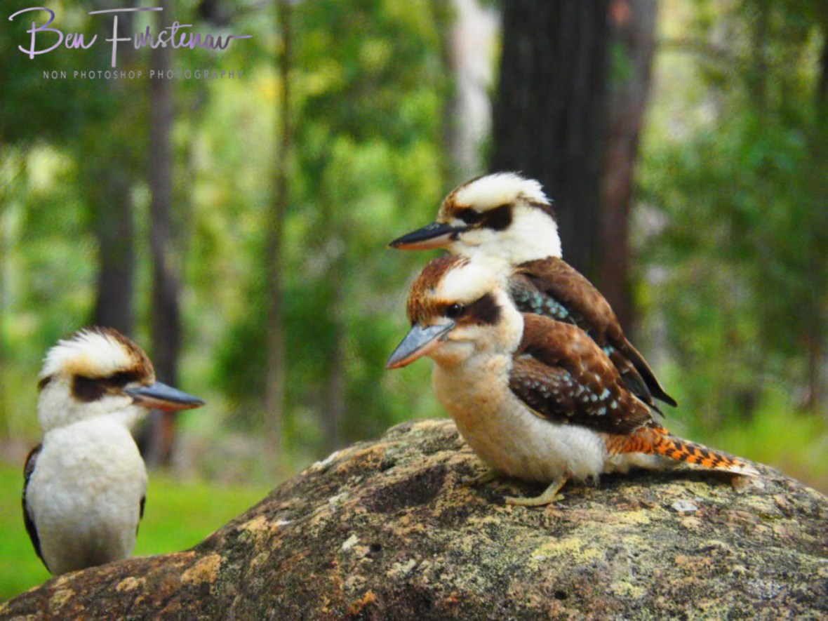 Three pack, Atherton Tablelands, Far North Queensland, Australia