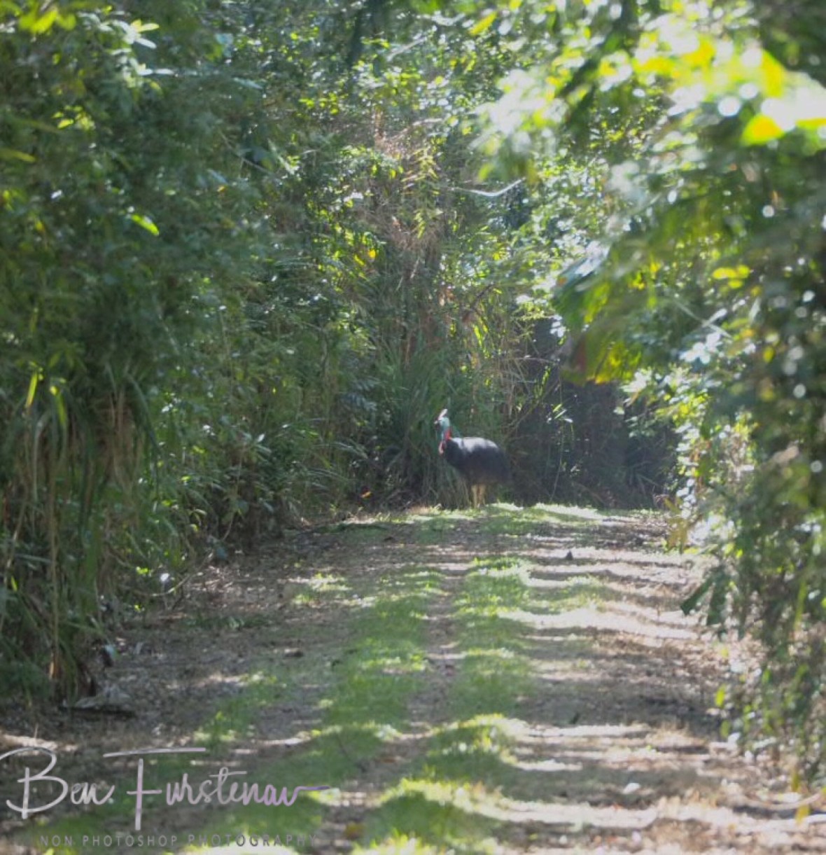 There she was at Mission Beach, Tropical Queensland, Australia
