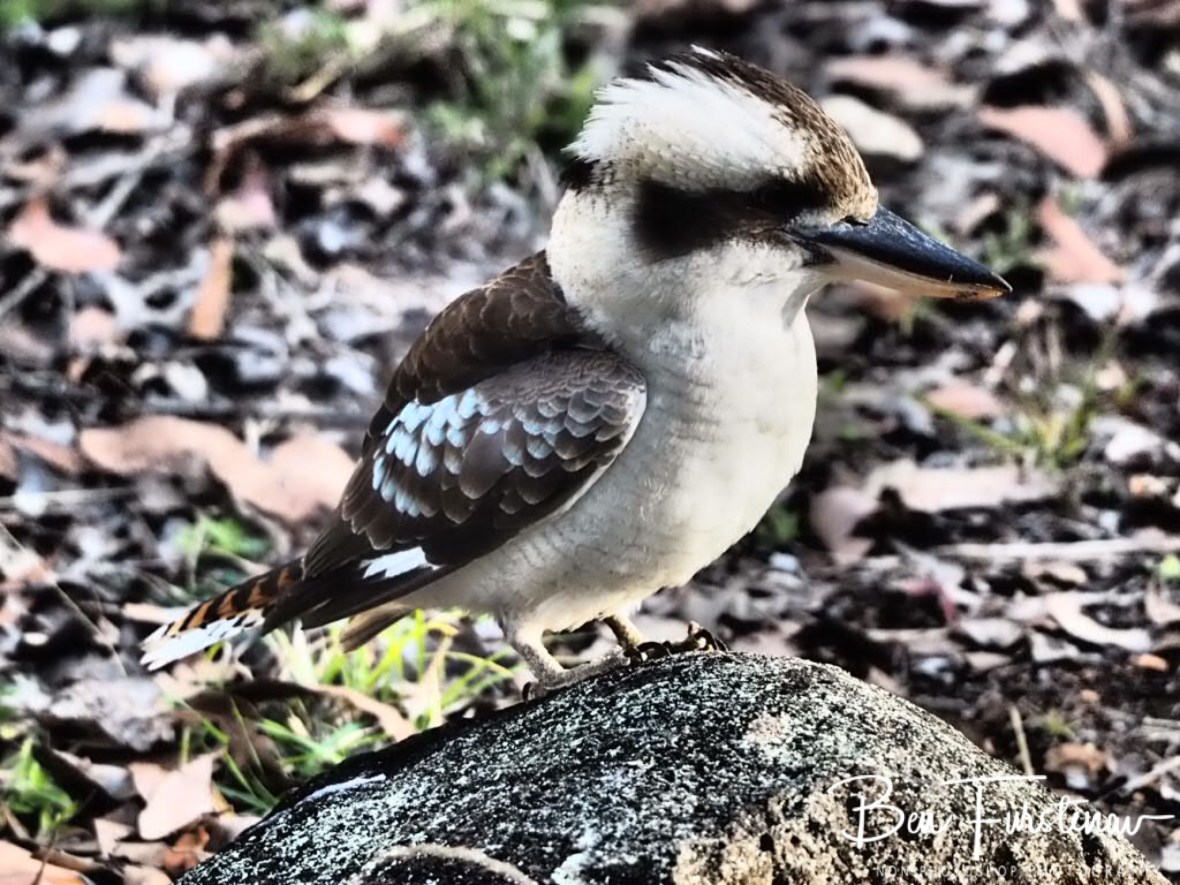 Kingfisher family, Atherton Tablelands, Far North Queensland, Australia 