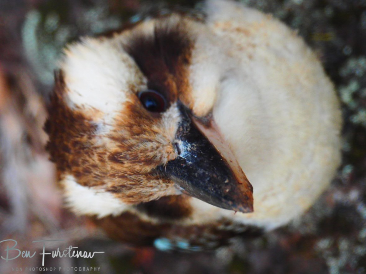 Still not moving much, Atherton Tablelands, Far North Queensland, Australia 