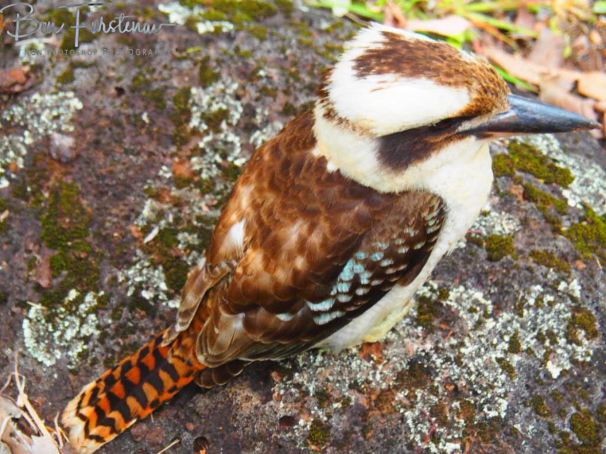 Feather spectrum, Atherton Tablelands, Far North Queensland, Australia 