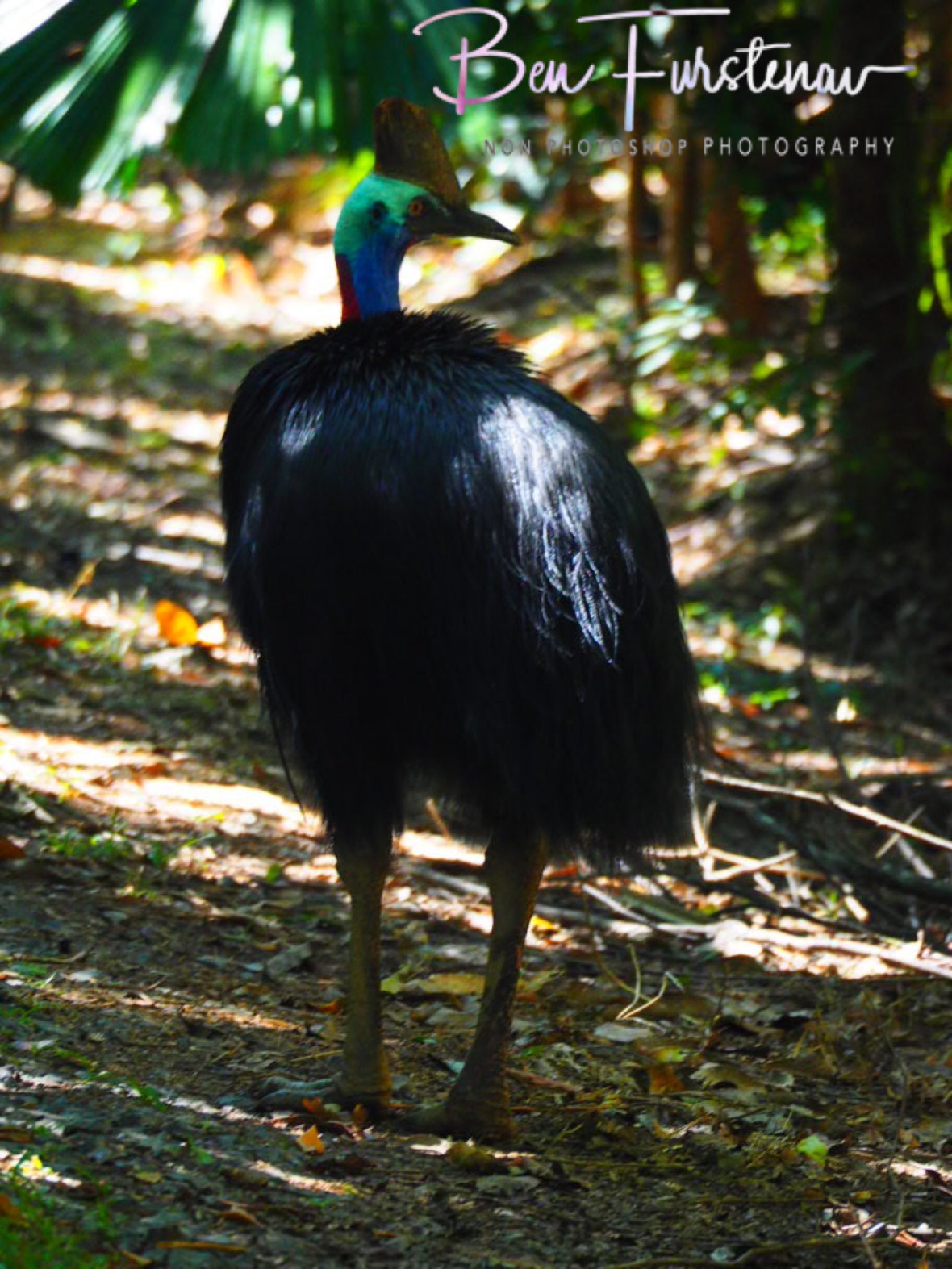 Moving on at Mission Beach, Tropical Queensland, Australia 