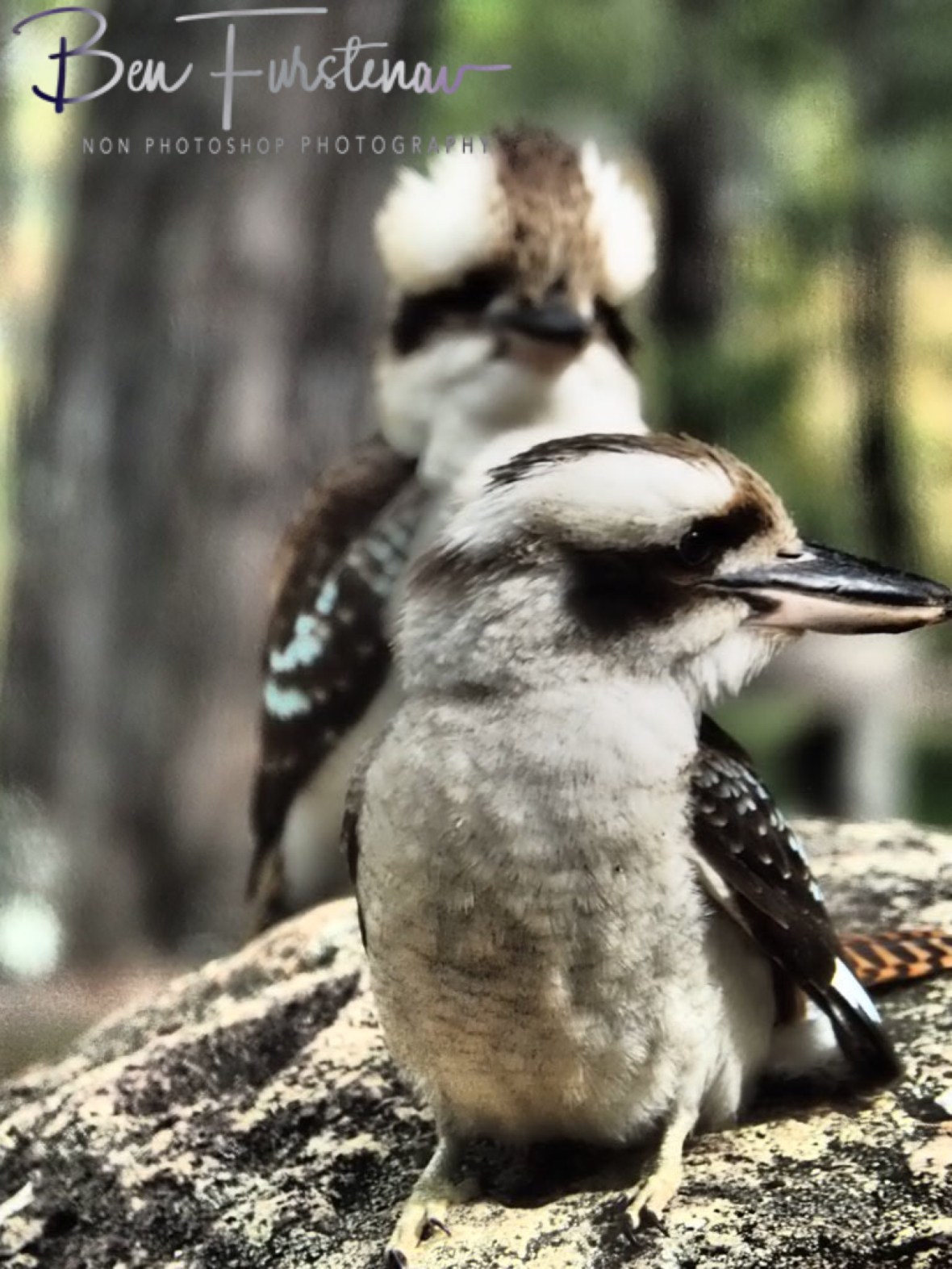 Look over my shoulder, Atherton Tablelands, Far North Queensland, Australia 