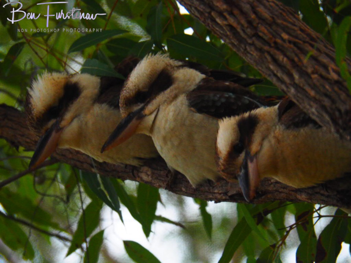 Eyeing out my sandwich at Atherton Tablelands, Far North Queensland, Australia