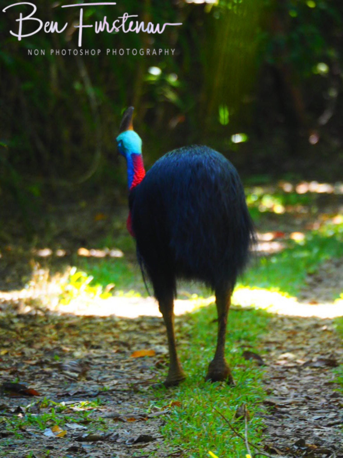 Stalking dinosaurs at Mission Beach, Tropical Queensland, Australia 