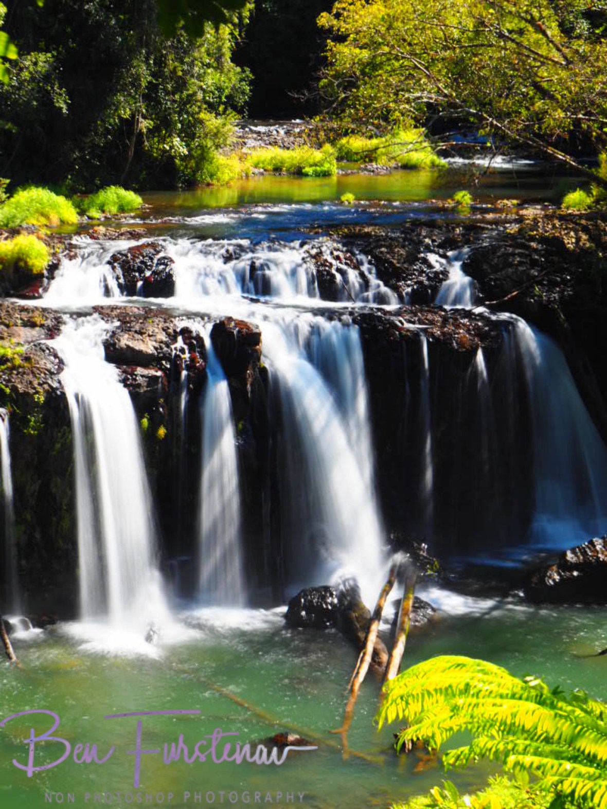 My mind started wondering, Atherton Tablelands, Far North Queensland, Australia 
