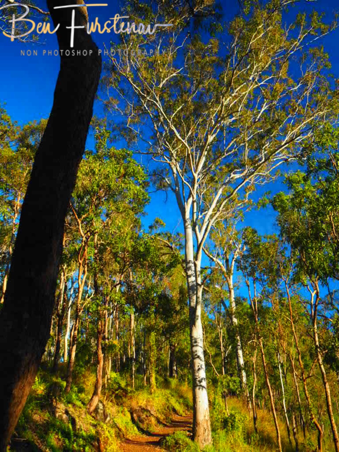 Eucalyptus forest on Atherton Tablelands western slopes, Far North Queensland, Australia 