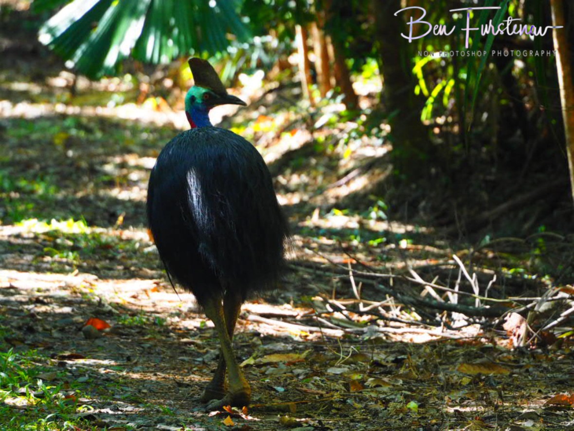 On the move again at Mission Beach, Tropical Queensland, Australia 