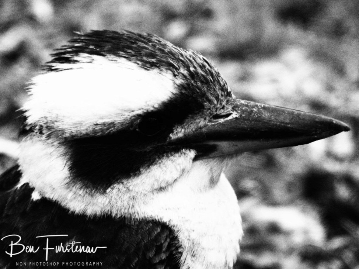 Gangster look, Atherton Tablelands, Far North Queensland, Australia 