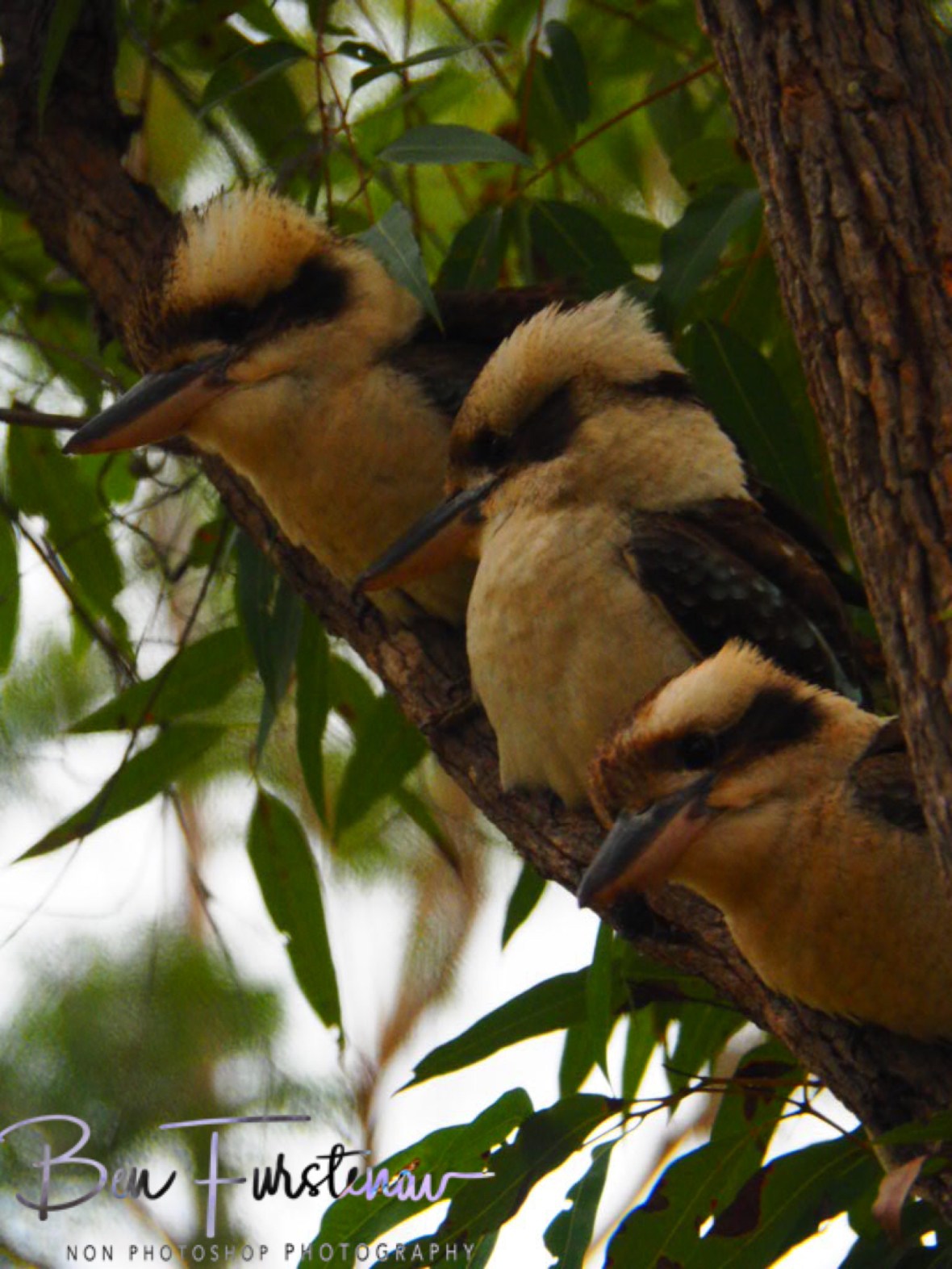 Surrounded, Atherton Tablelands, Far North Queensland, Australia 