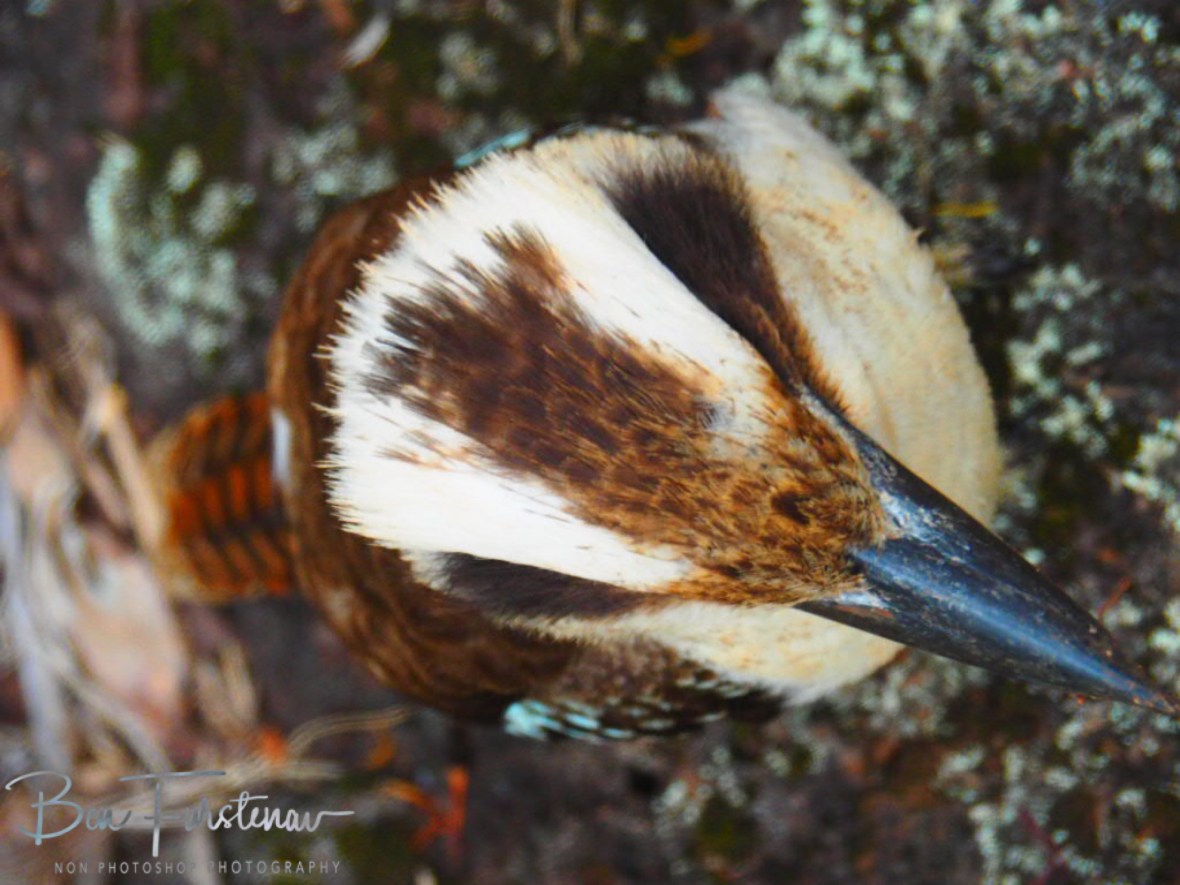 Top to bottom view at Atherton Tablelands, Far North Queensland, Australia 