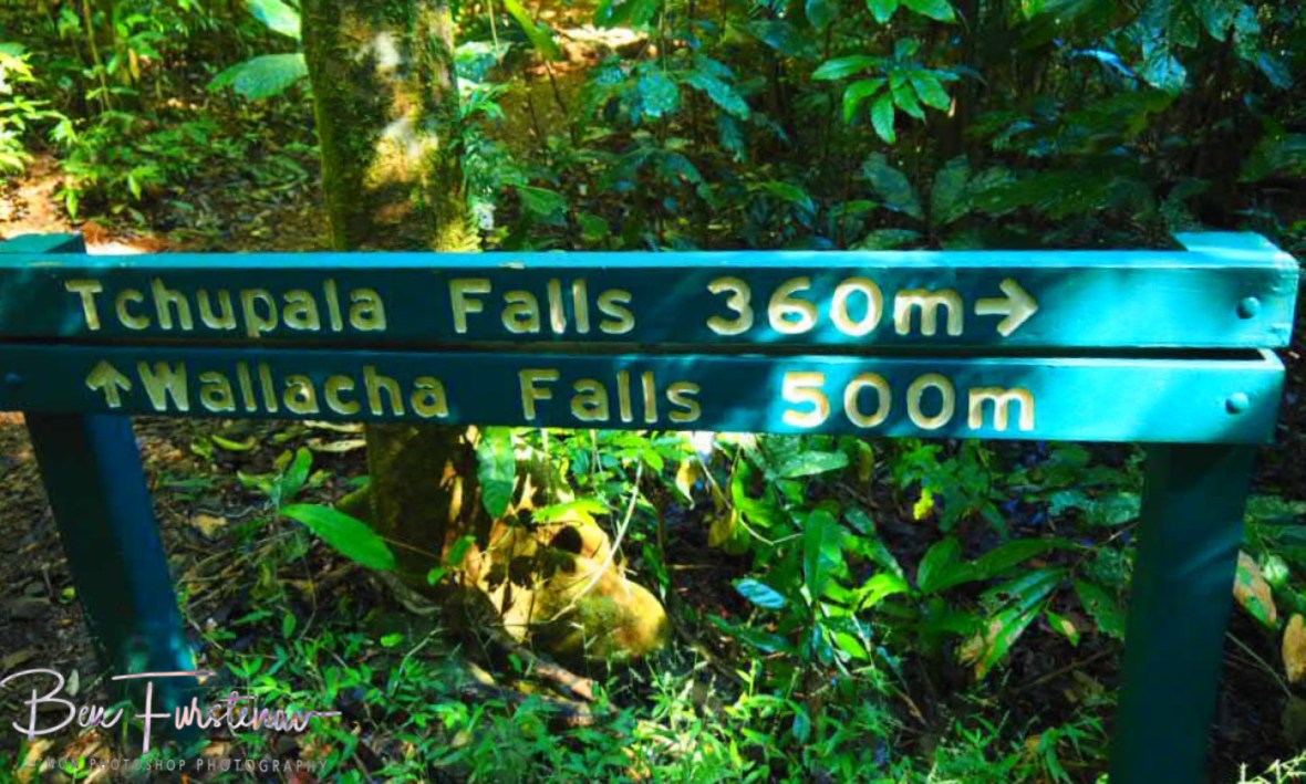 Track division at Tchupala and Wallacha Falls, Atherton Tablelands, Far North Queensland, Australia 