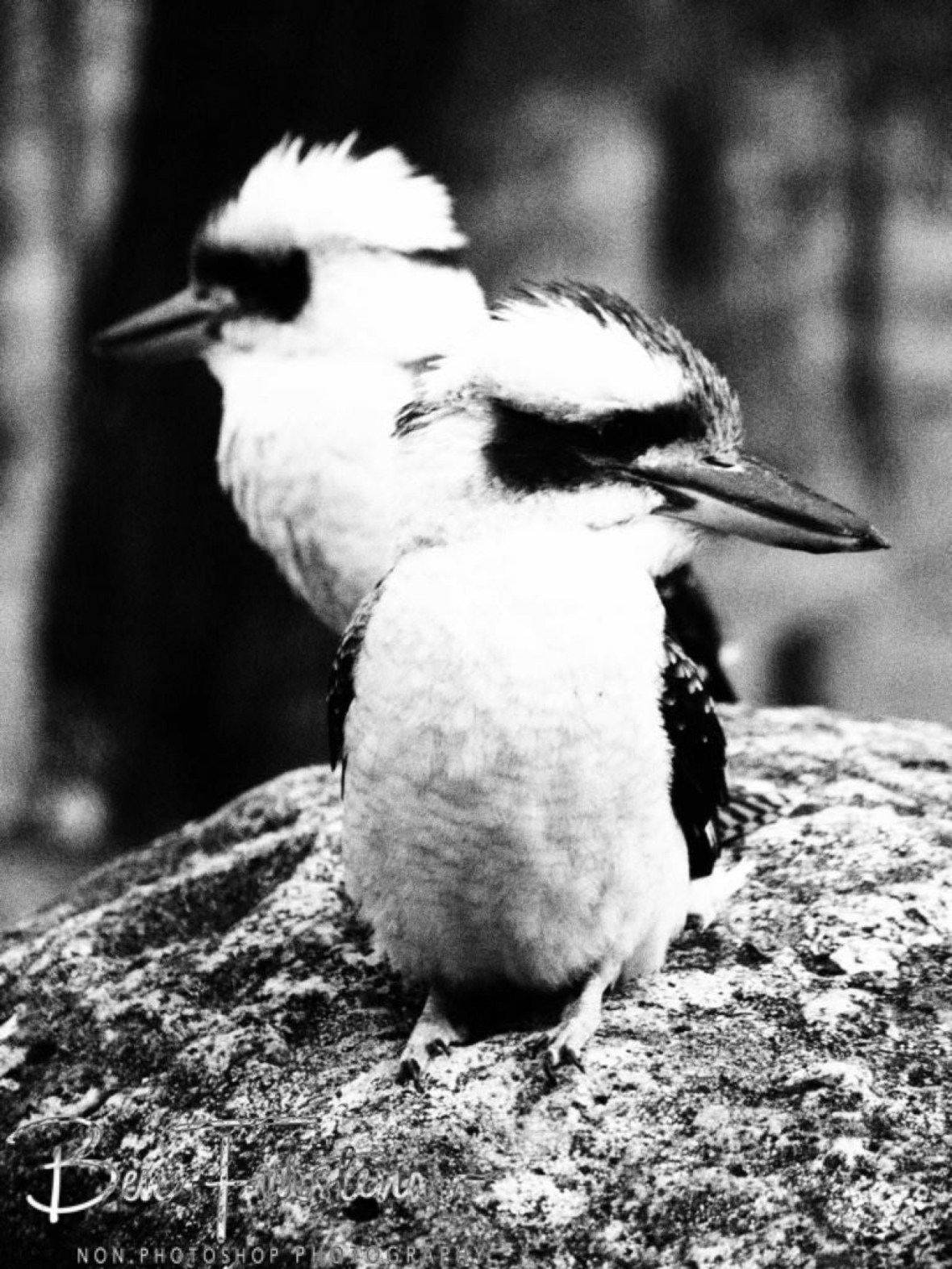Pirates in black and white, Atherton Tablelands, Far North Queensland, Australia