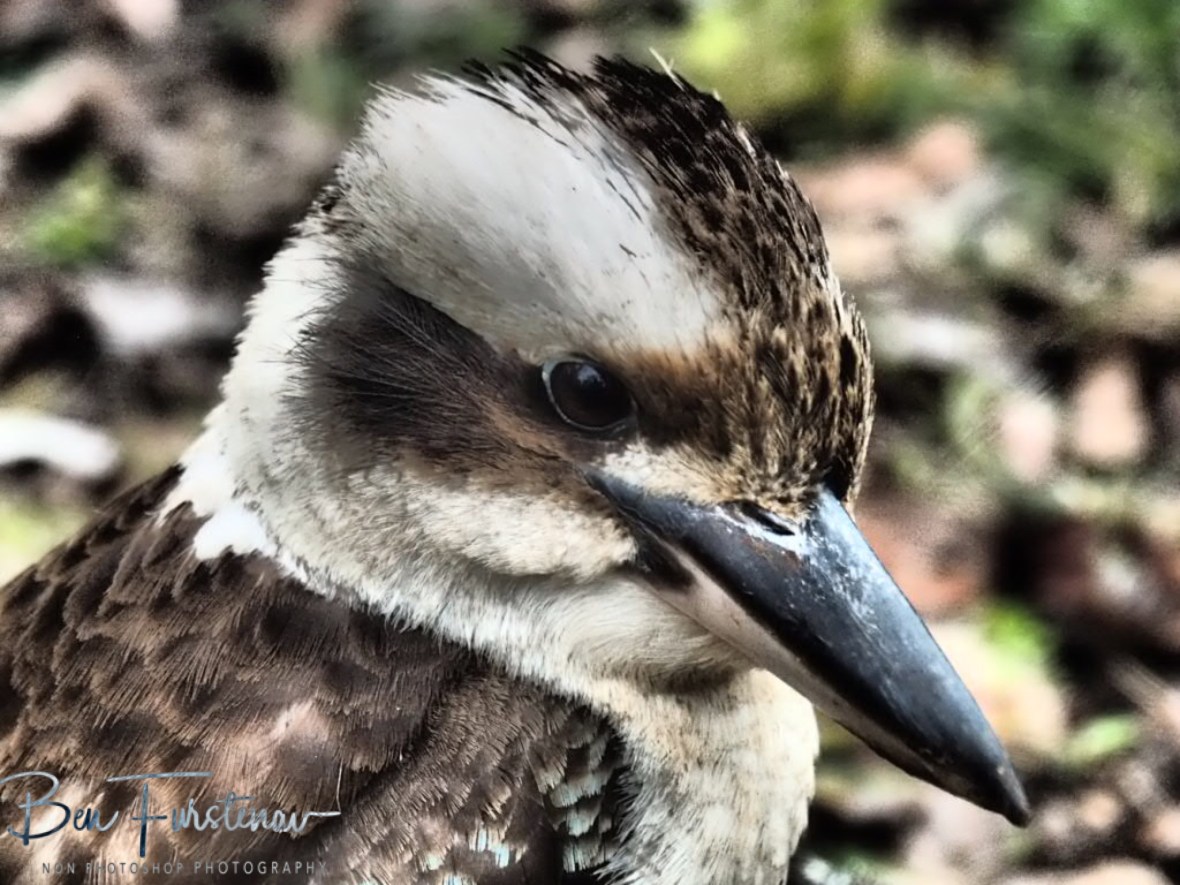 Piercing look, Atherton Tablelands, Far North Queensland, Australia