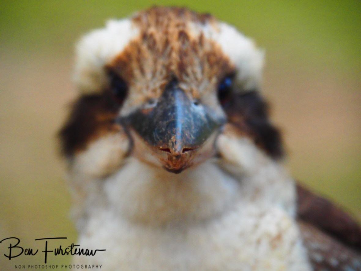 Mirror, mirror on the wall...? Atherton Tablelands, Far North Queensland, Australia 
