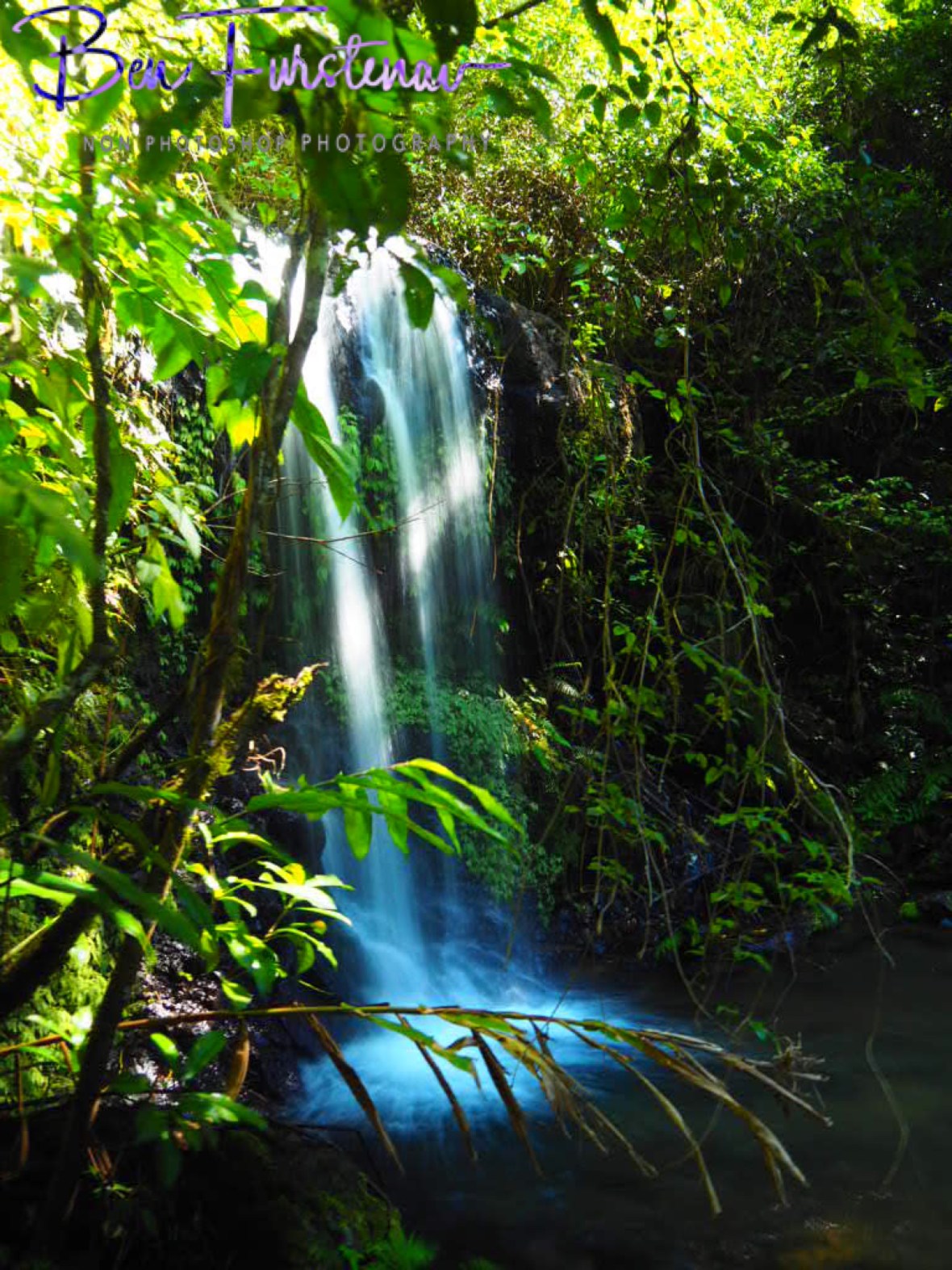 Surprise floral display at Atherton Tablelands, Far North Queensland, Australia 
