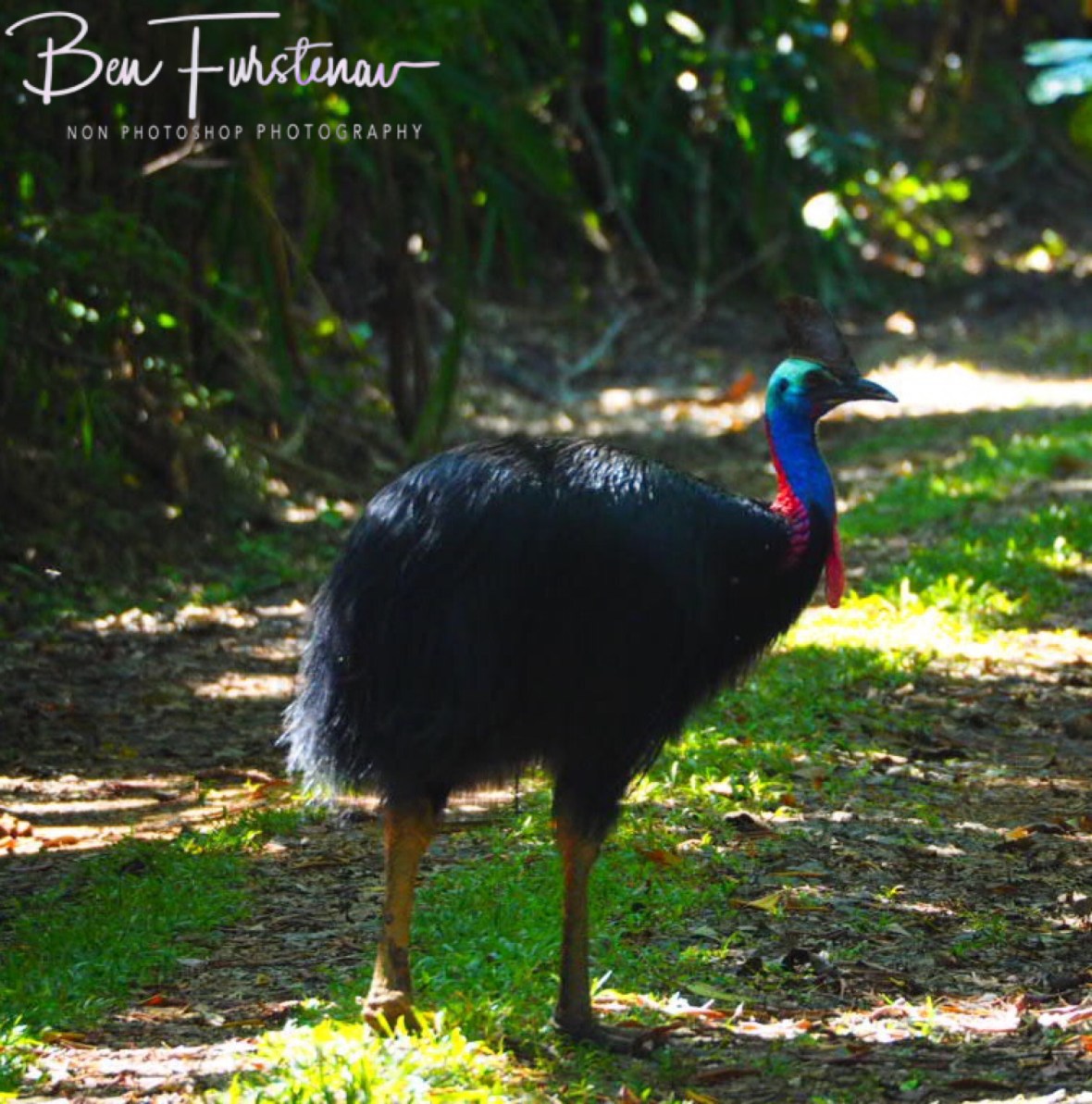 I couldn’t believe my luck st Mission Beach, Tropical Queensland, Australia 