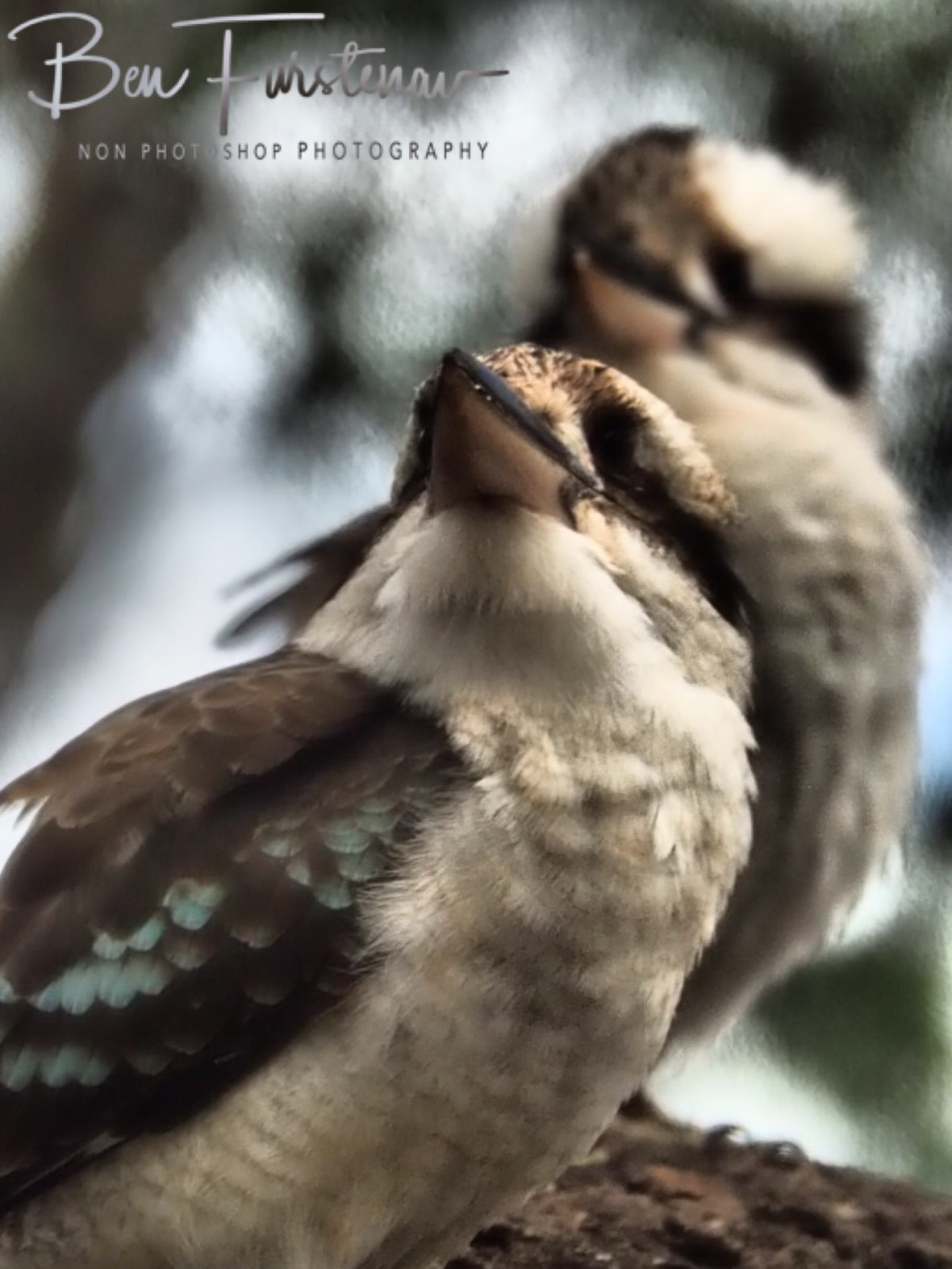 Stare in the air, Atherton Tablelands, Far North Queensland, Atherton Tablelands