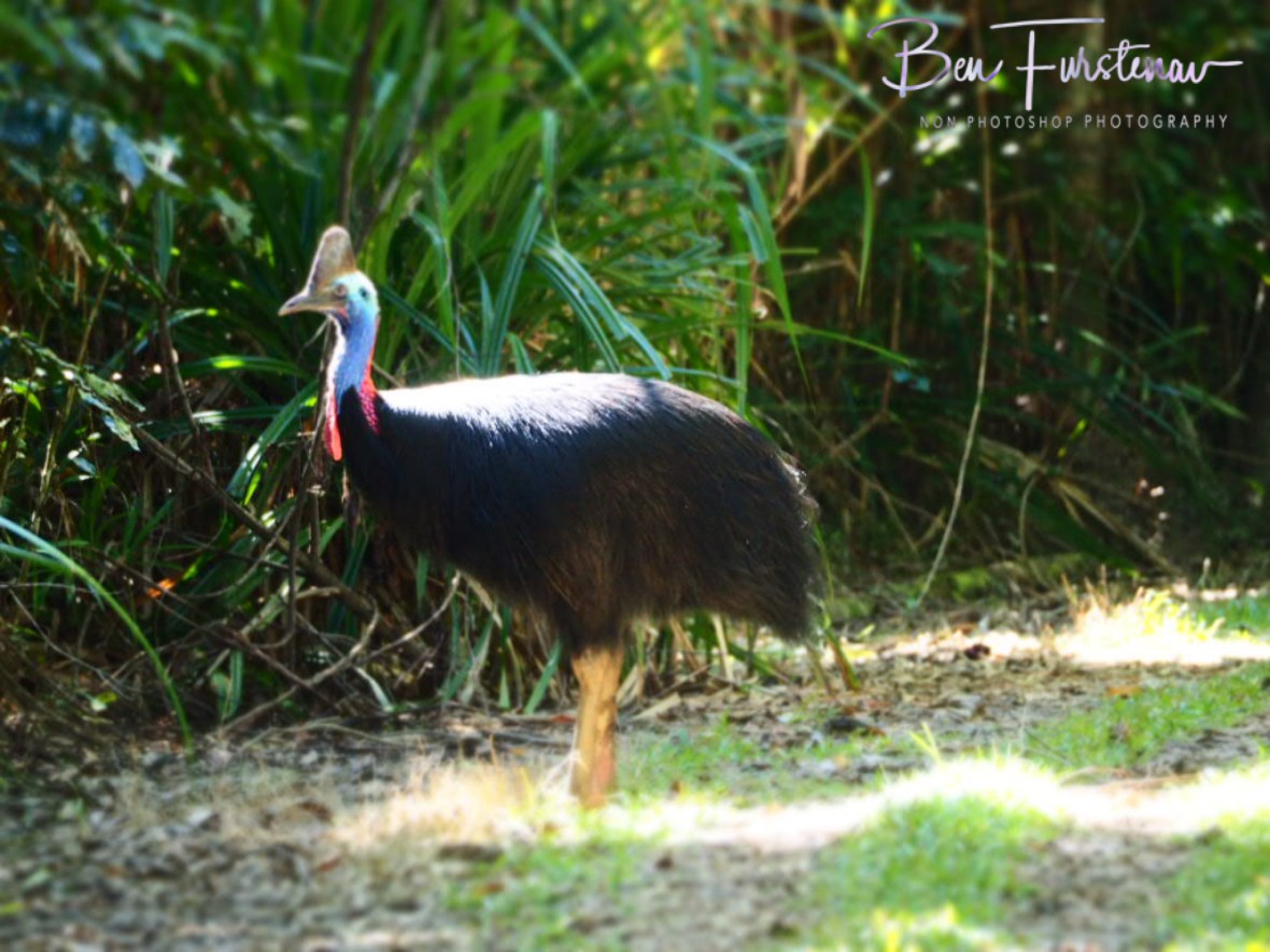 Bright light and dark shadows at Mission Beach, Tropical Queensland, Australia 
