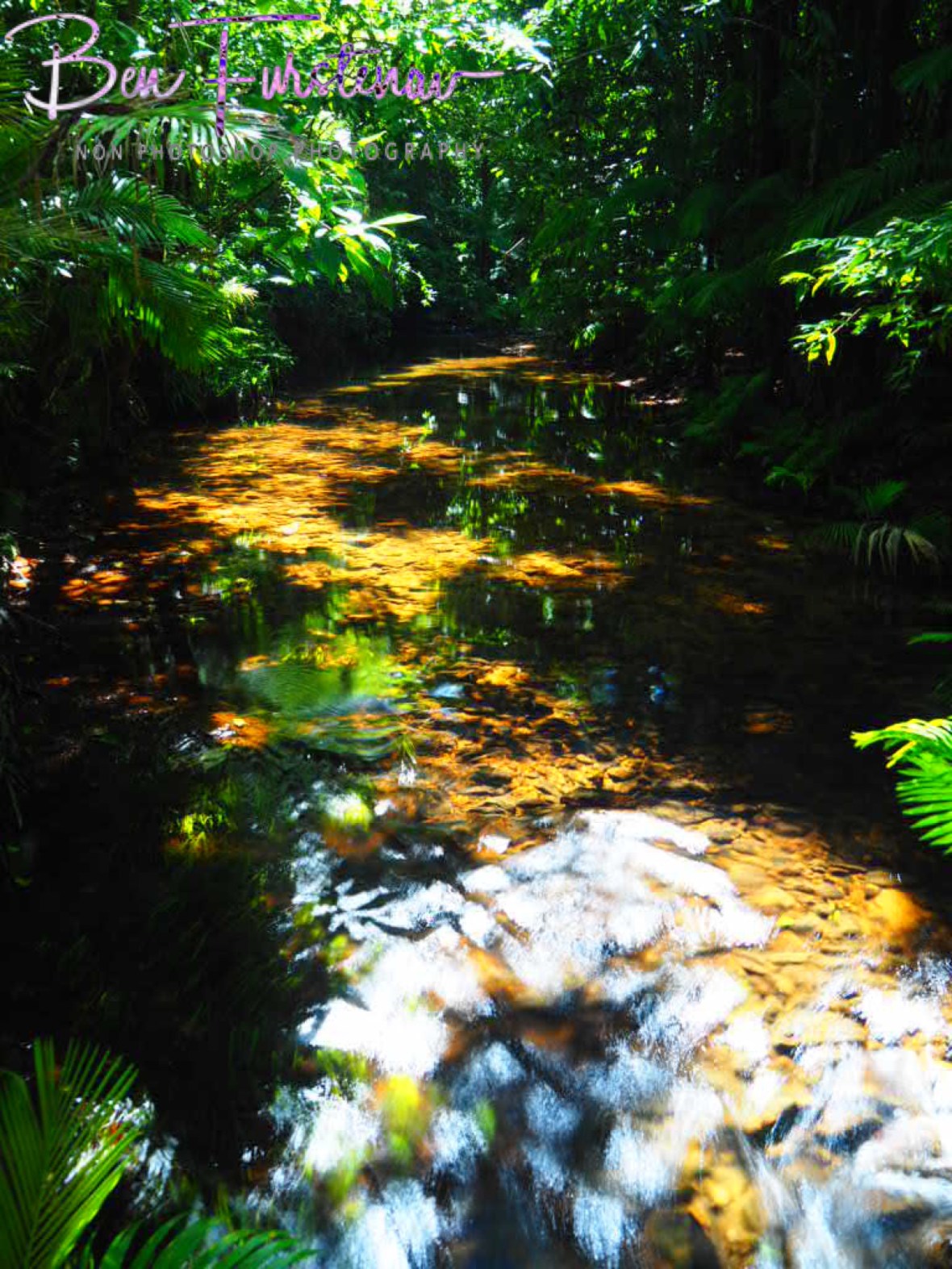 Ferns inhabit the sunnier spots at Mission Beach, Tropical Queensland, Australia 