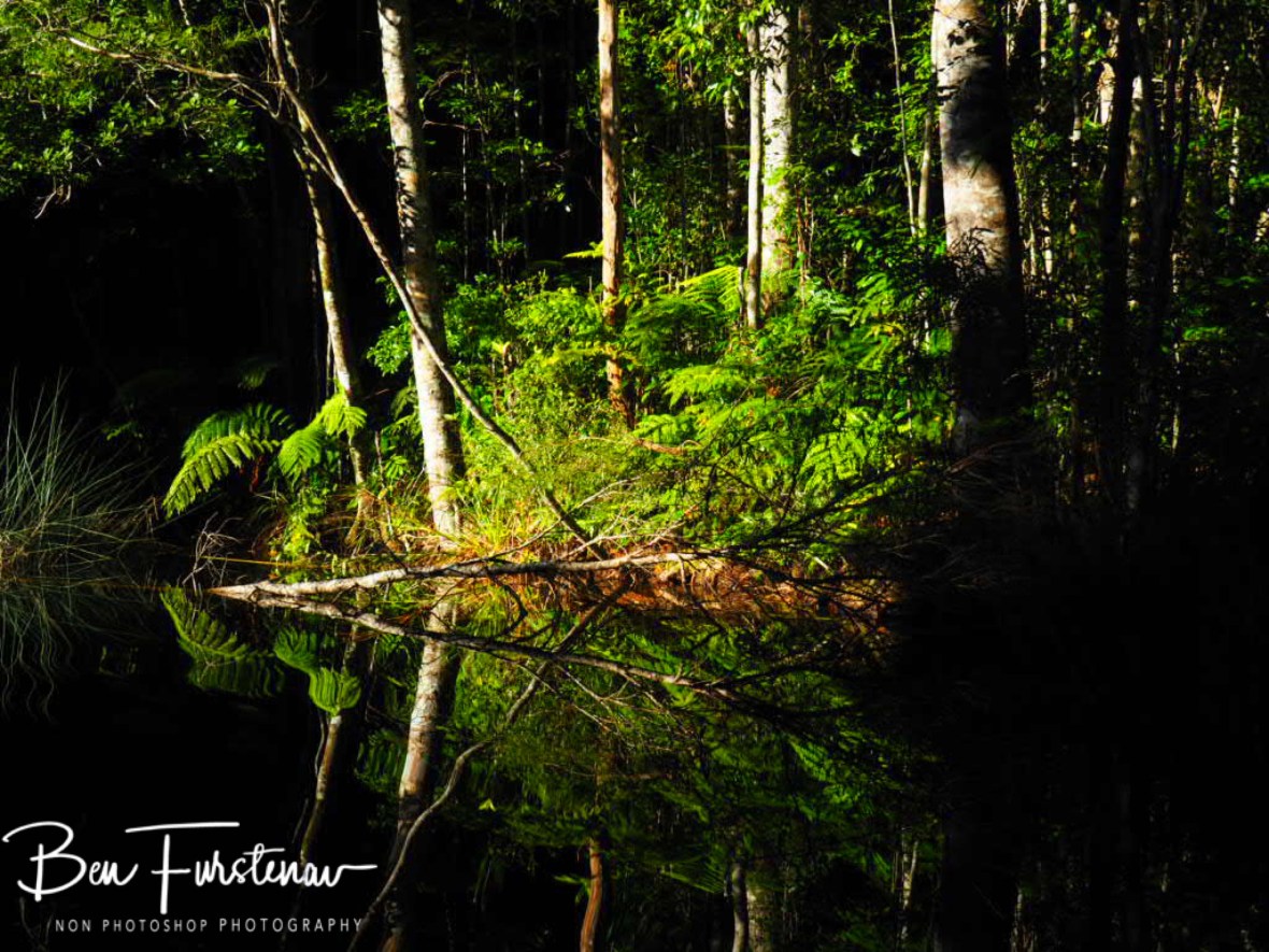 Early morning reflections at Lake Paluma, Northern Queensland, Australia
