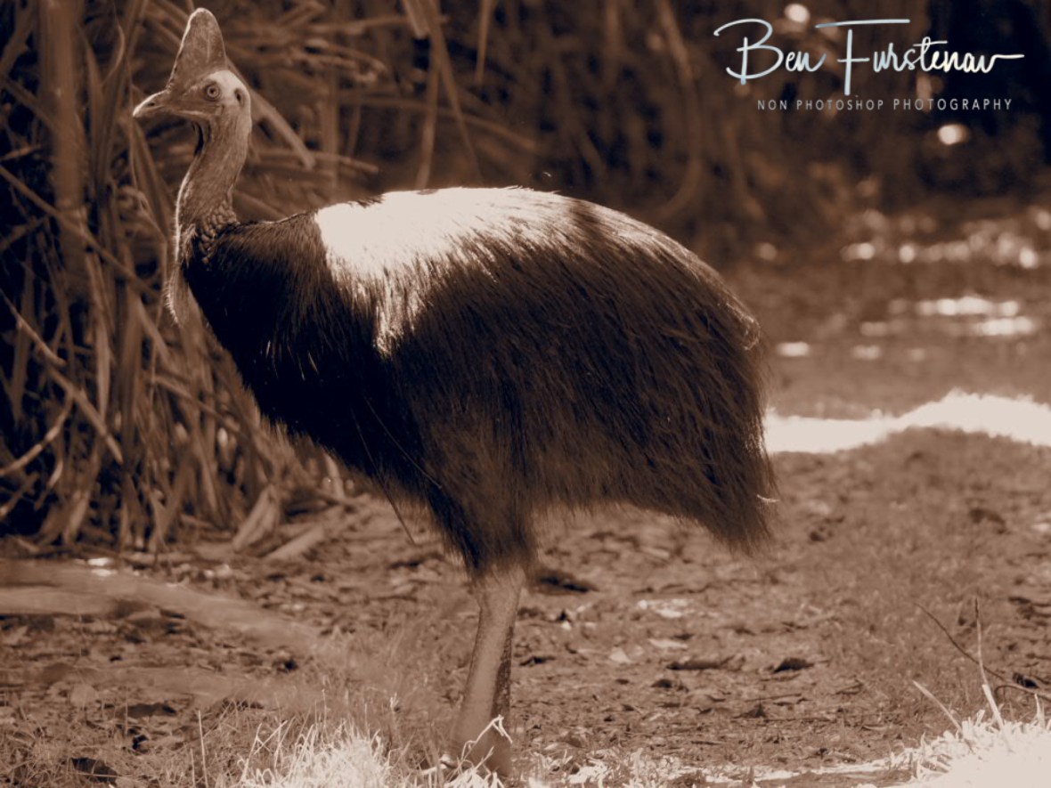 Extremely lucky me at Mission Beach, Tropical Queensland, Australia 