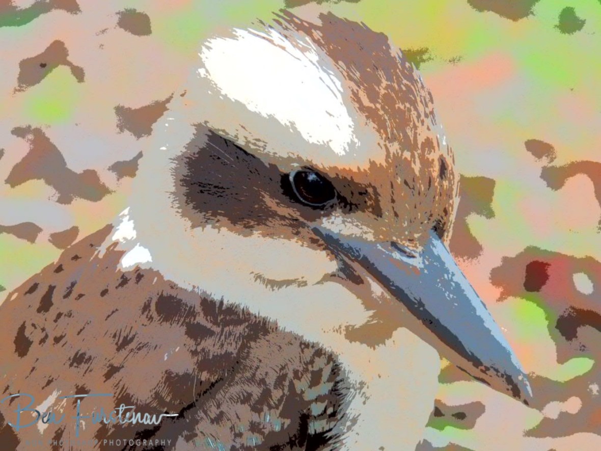 Headline in painting, Atherton Tablelands, Far North Queensland, Australia
