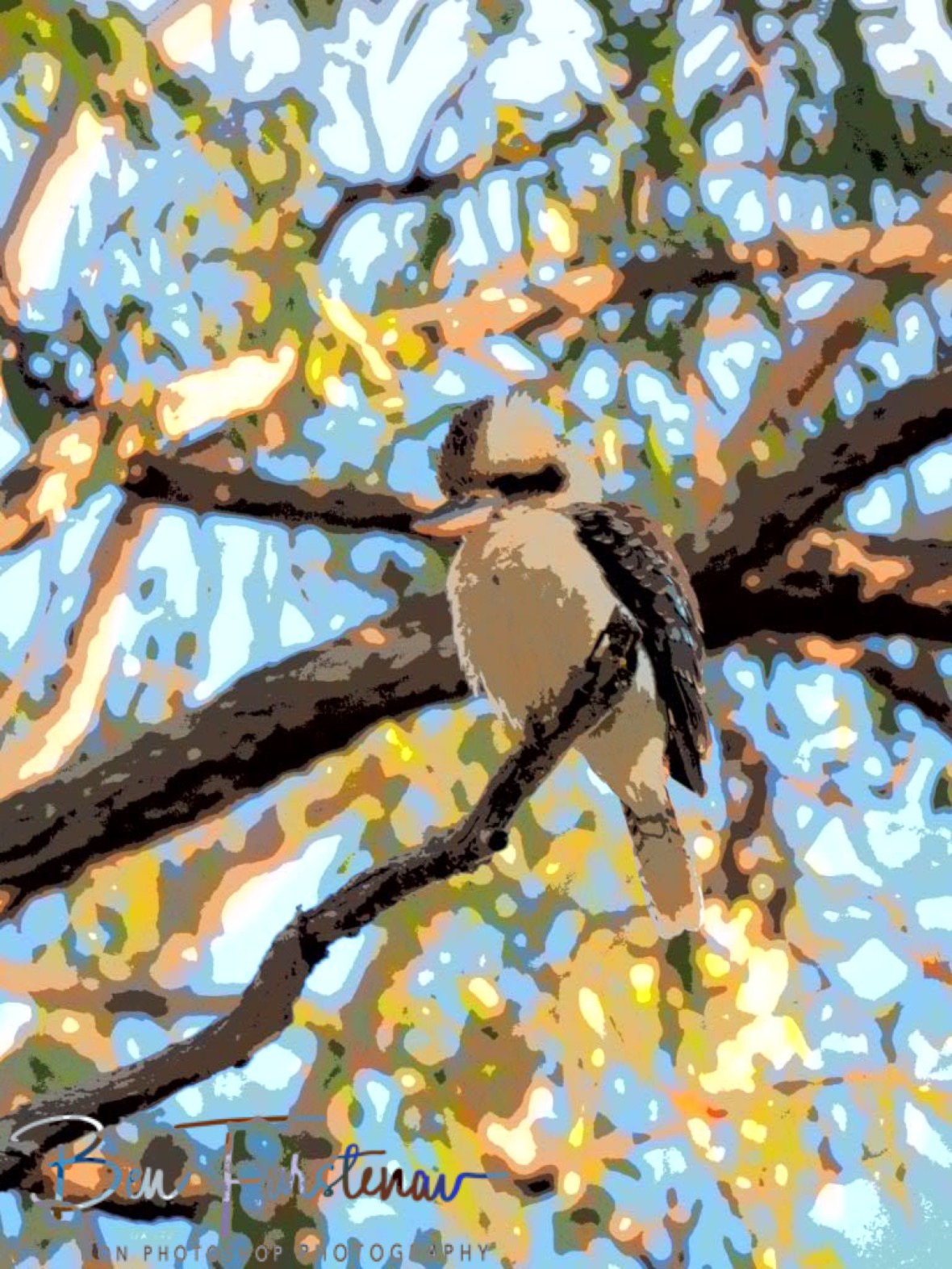 Kookaburra in painting, Atherton Tablelands, Far North Queensland, Australia 