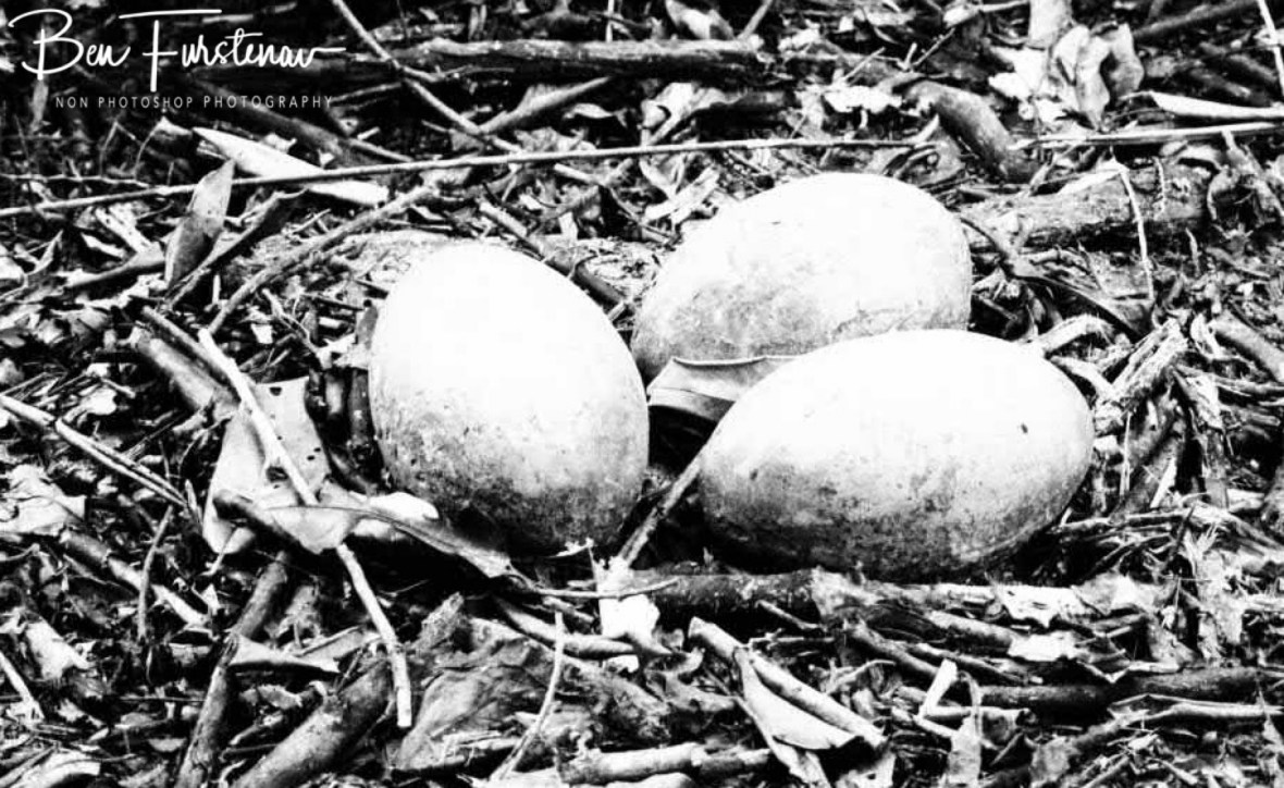Stone eggs at Mission Beach, Tropical Queensland, Mission Beach 