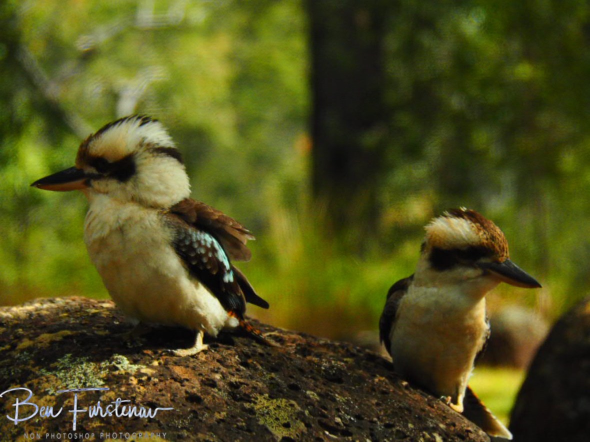 Strike a pose at Atherton Tablelands, Far North Queensland, Australia 
