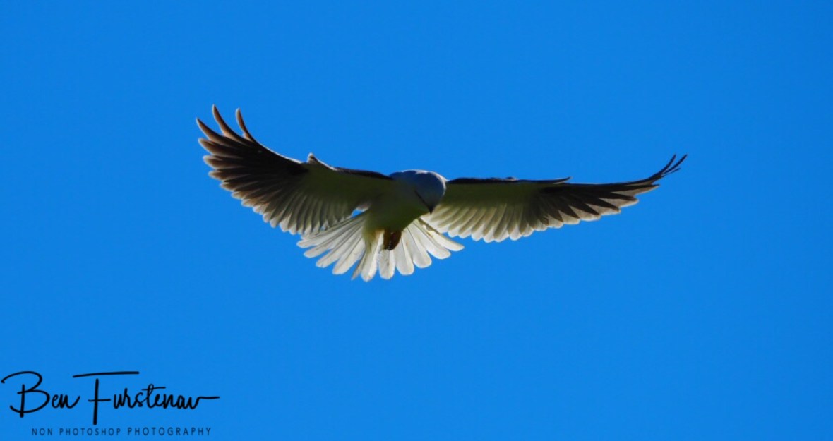 Birds of prey hovering in strong winds over the Atherton Tablelands, Far North Queensland, Australia