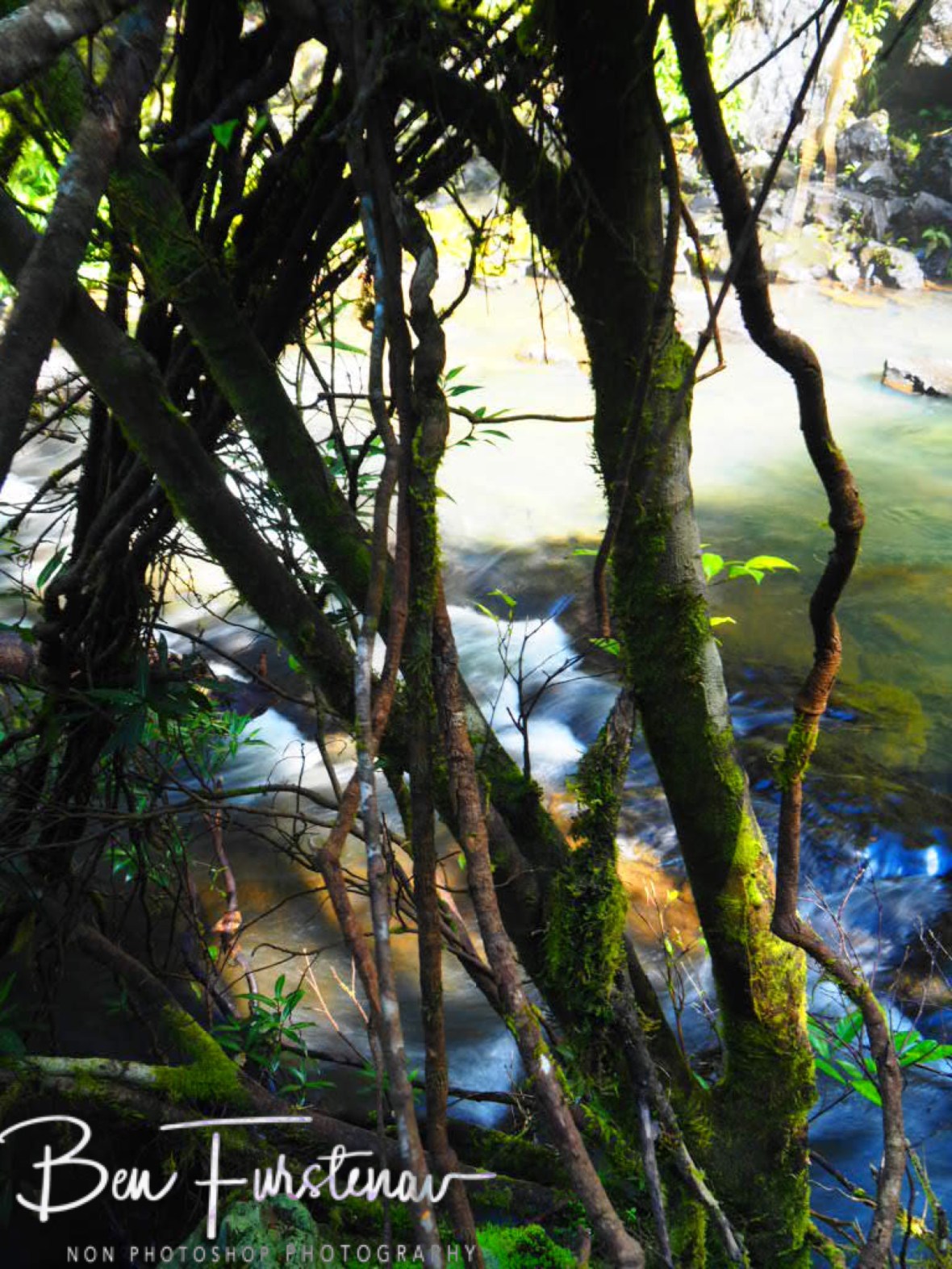 Mossy and slippery conditions, Atherton Tablelands, Far North Queensland, Australia