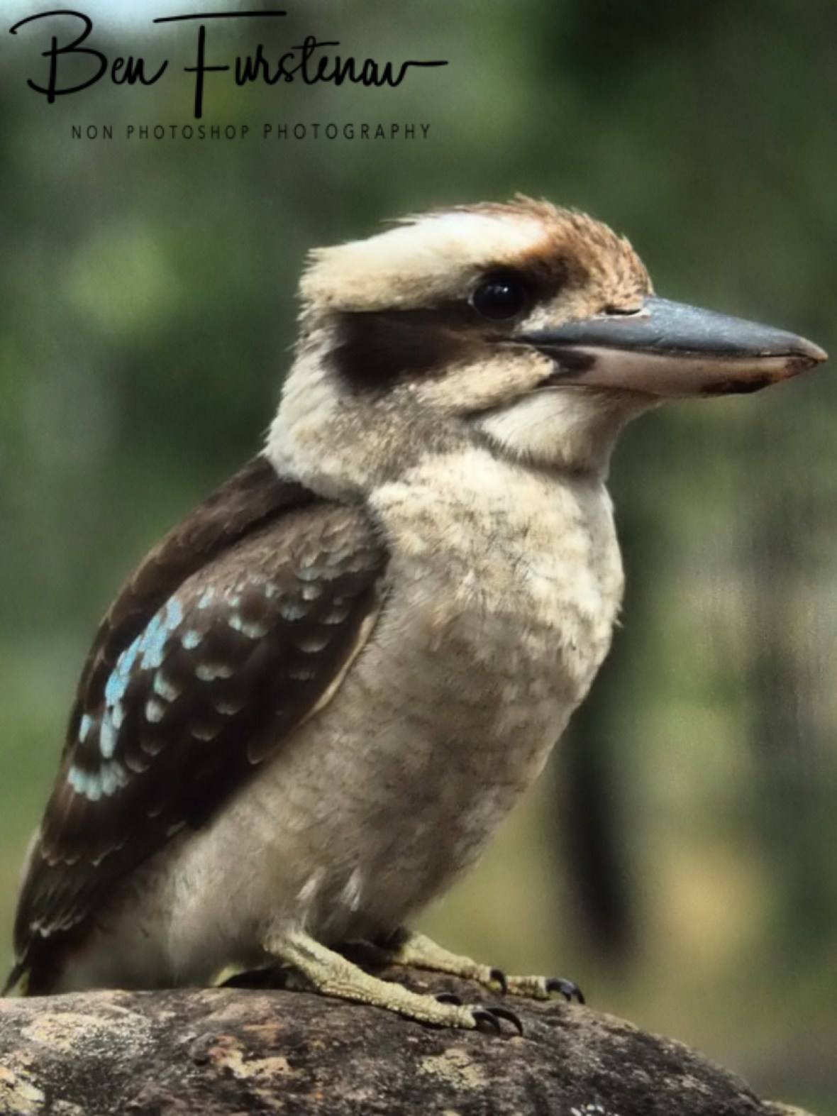 Perceval and observant, Atherton Tablelands, Far North Queensland, Australia