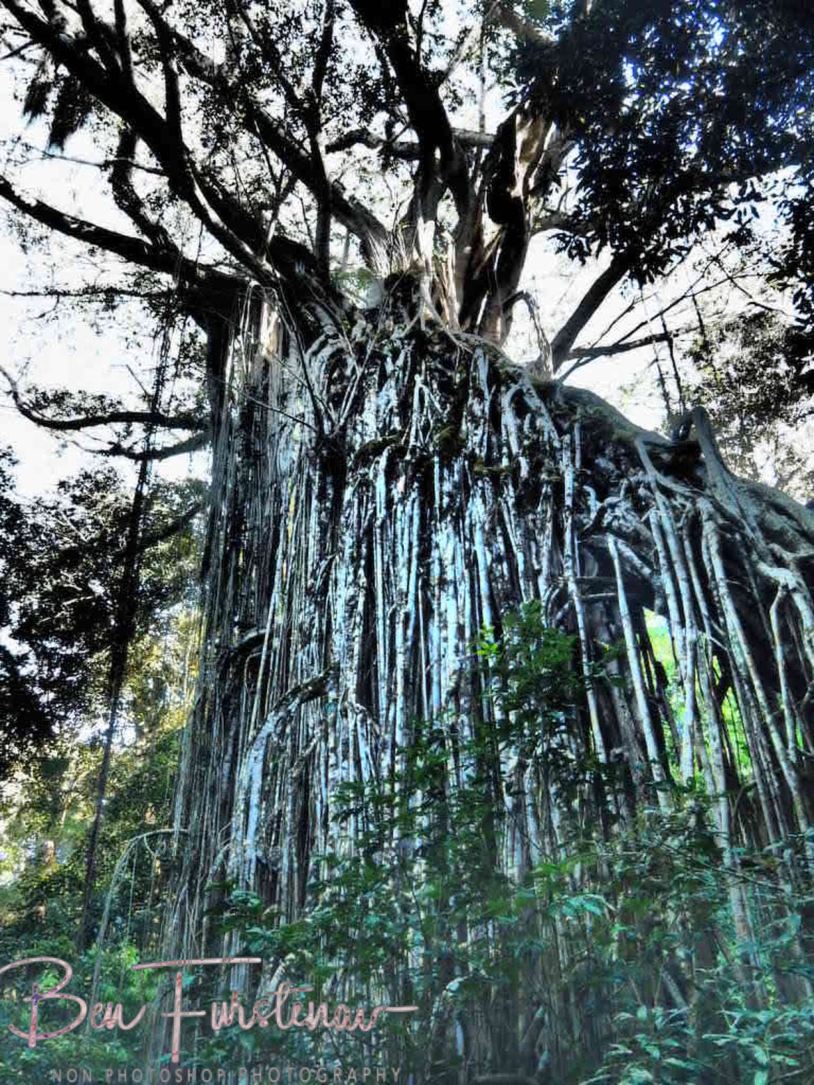 Curtain Fig Tree next Yungaburra, Atherton Tablelands, Far North Queensland, Australia 