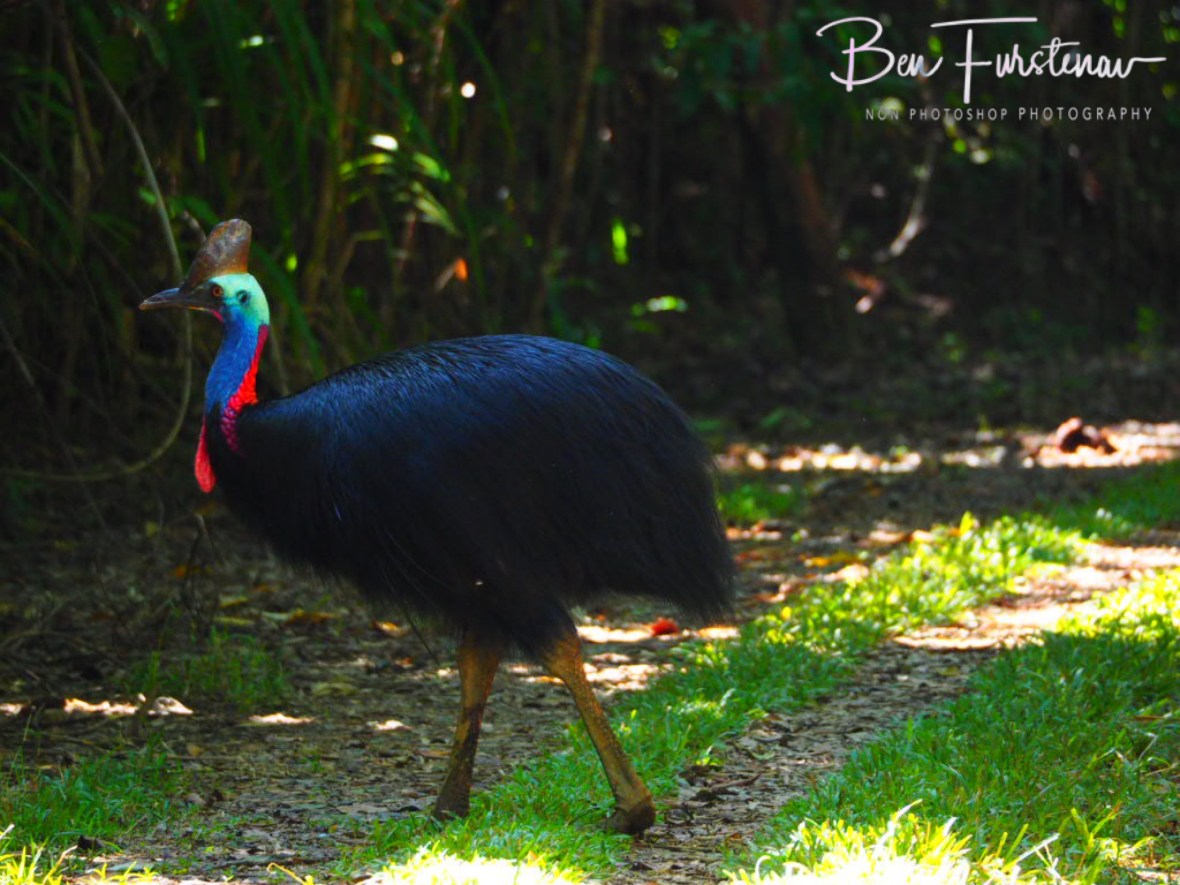 Cassowary hotspot at Mission Beach, Tropical Queensland, Australia 