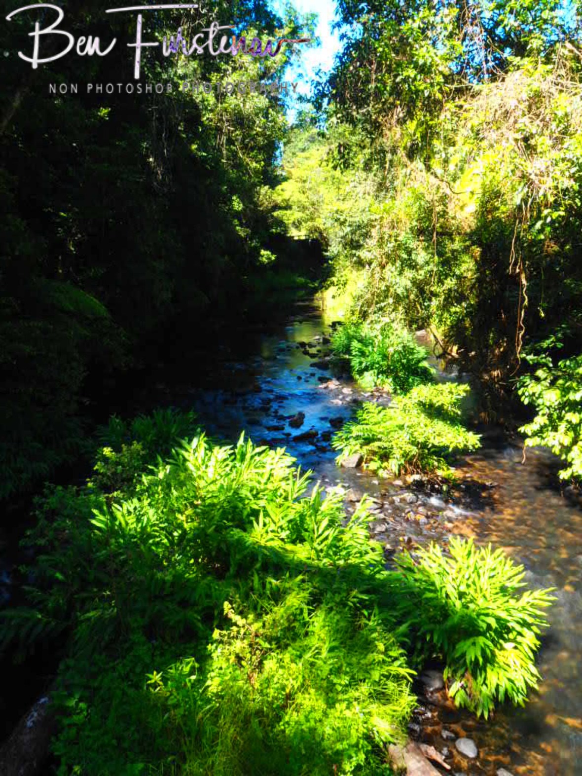 Procaffinating at Henrietta Creek, Atherton Tablelands, Far North Queensland, Australia 