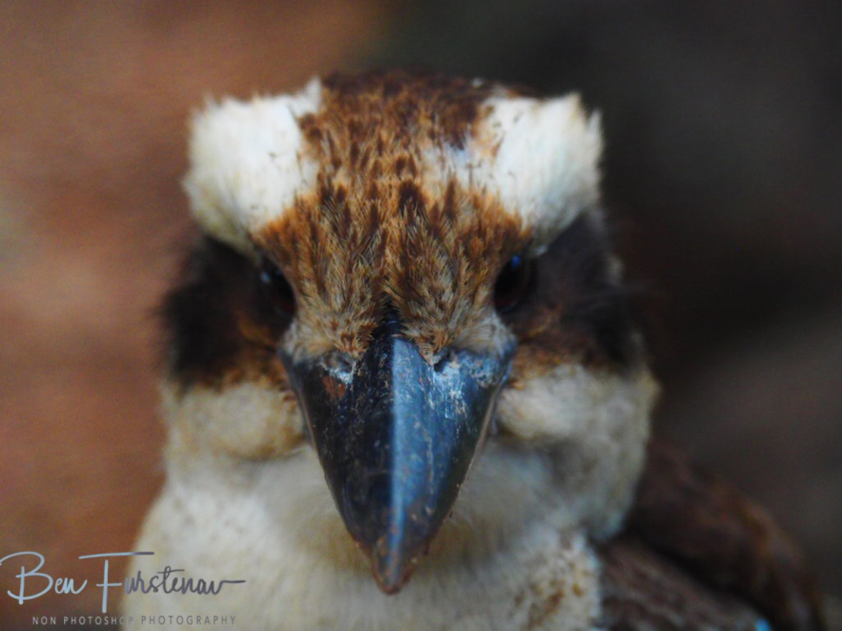 Back to staring, Atherton Tablelands, Far North Queensland, Australia 