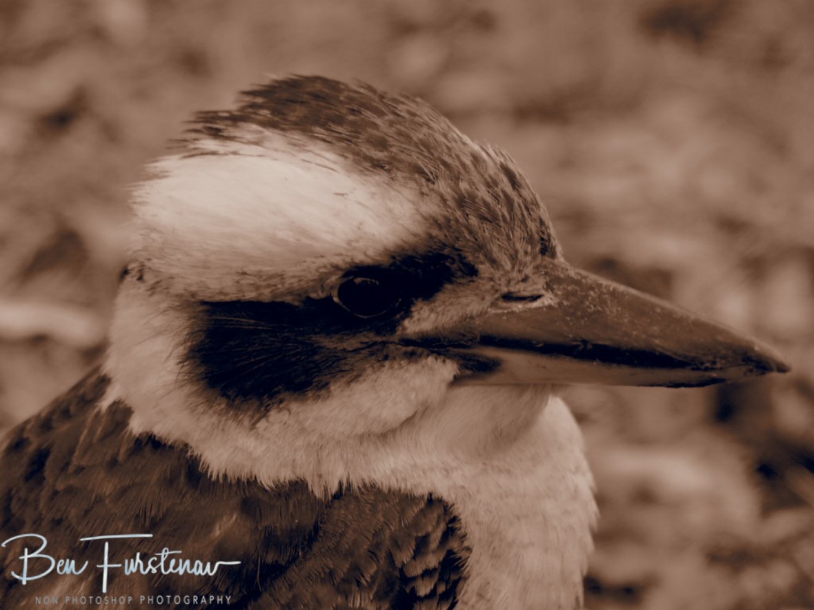 Kookaburra in sepia, Atherton Tablelands, Far North Queensland, Australia